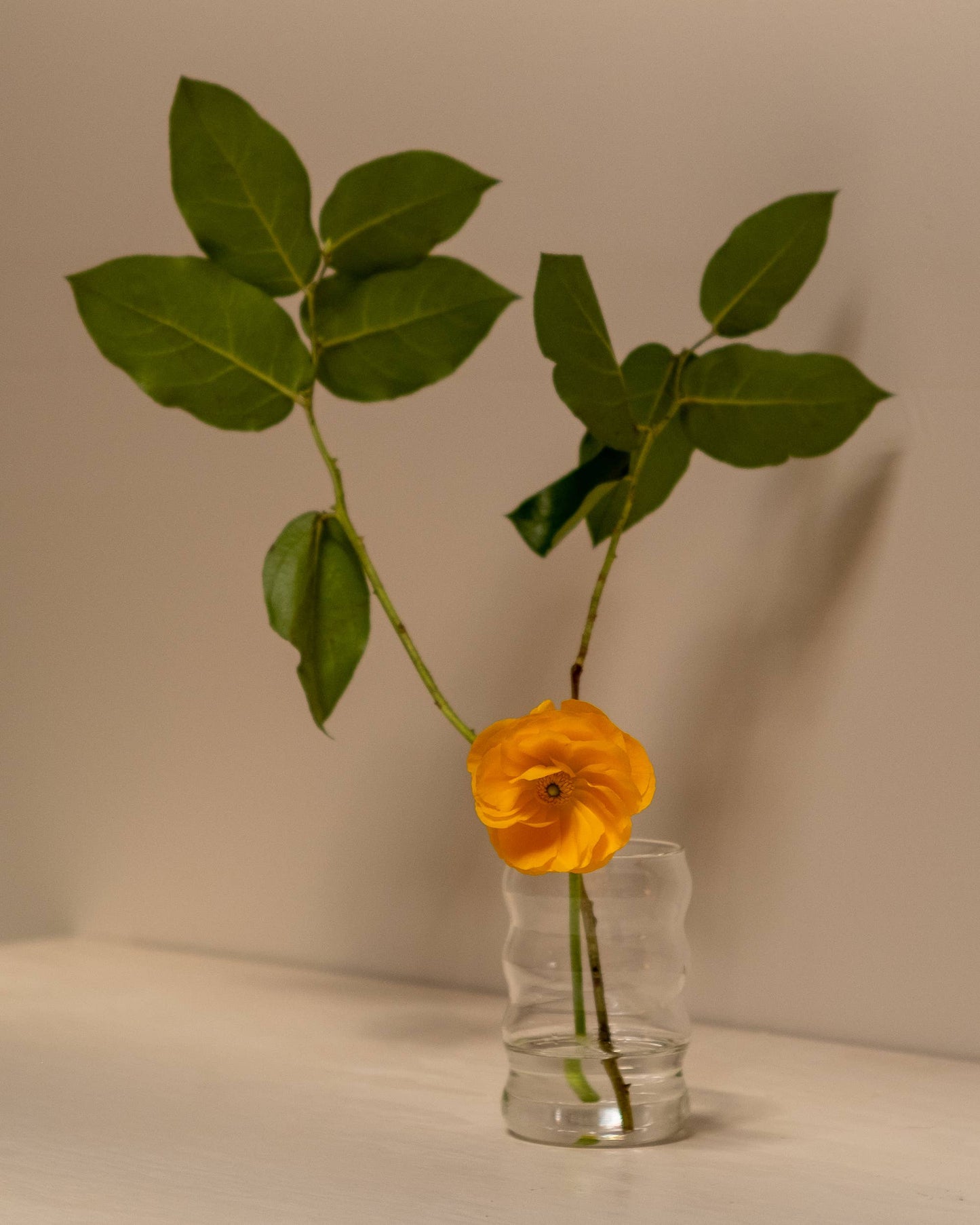 12oz Ripple Cup, Clear - Glassware by Carlyle Avenue