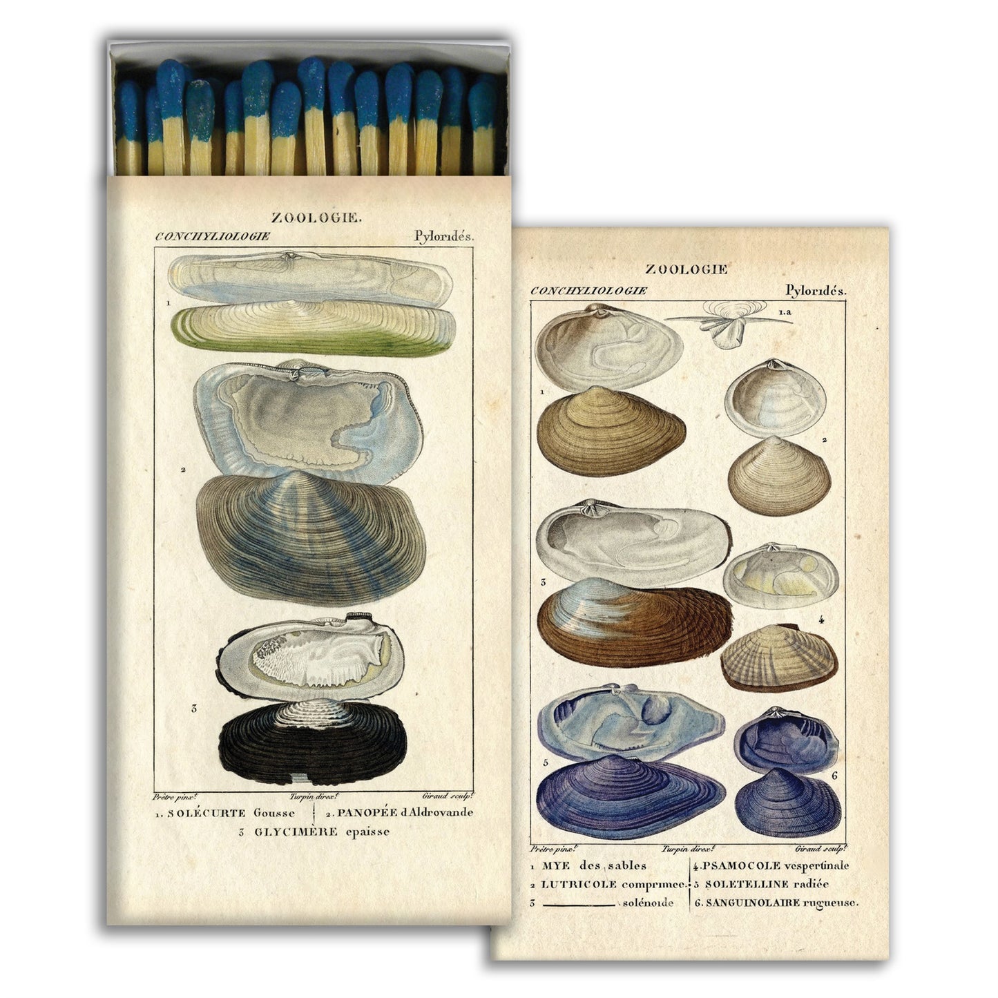 Matches - Seashell Specimens - Matches by Carlyle Avenue