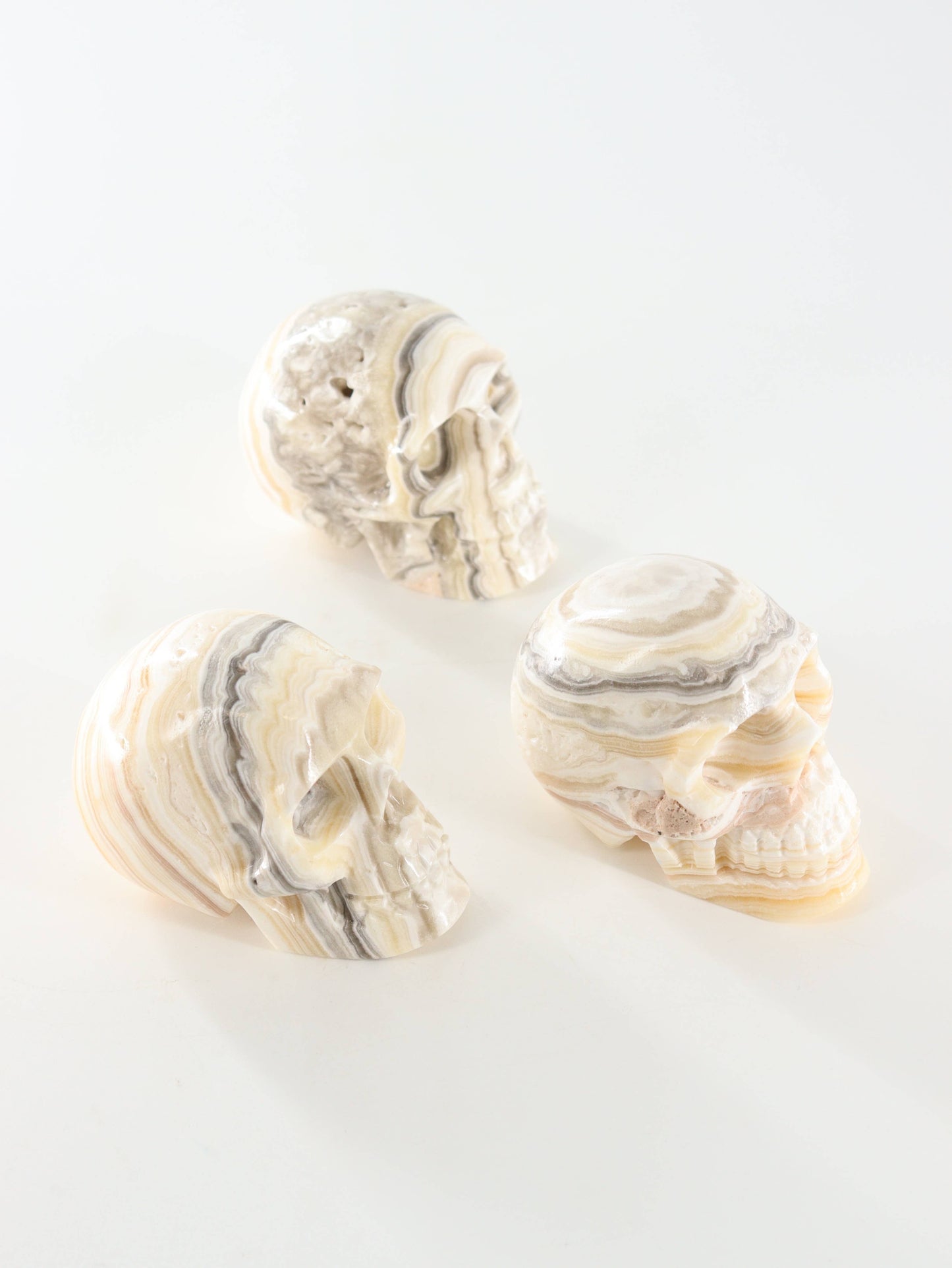 Onyx Skull -  by Carlyle Avenue