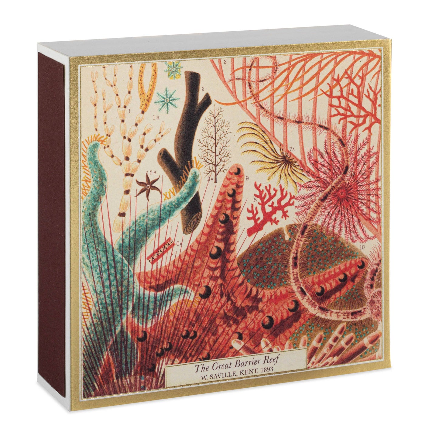 Great Barrier Reef | Square - Safety Matches