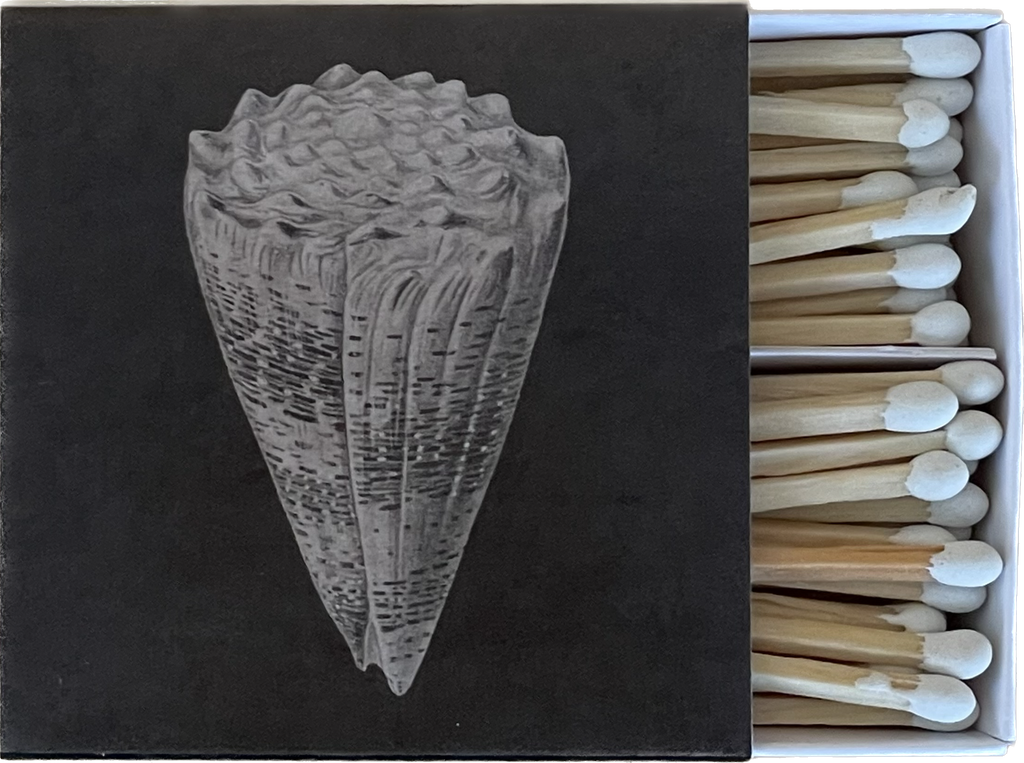 Cone Shell Matches