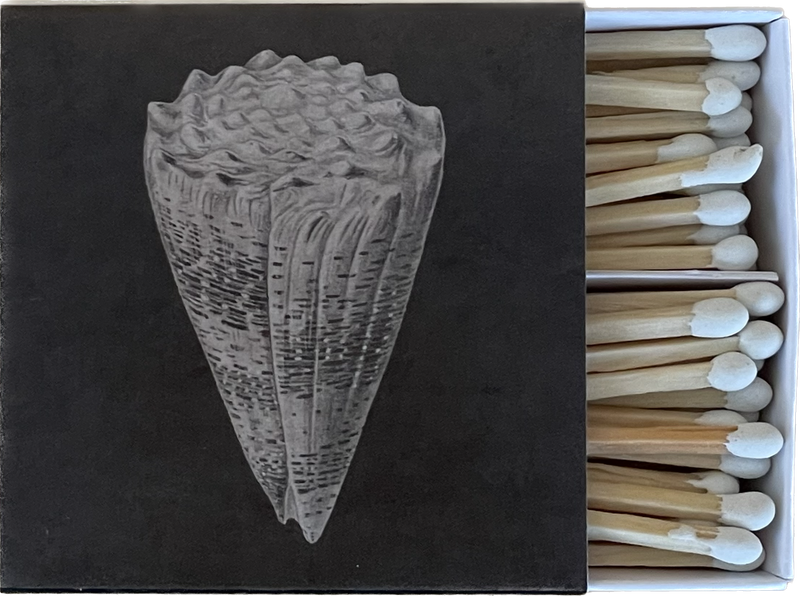 Cone Shell Matches