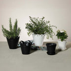 Petal Rim Flower Pot - Pots & Planters by Carlyle Avenue