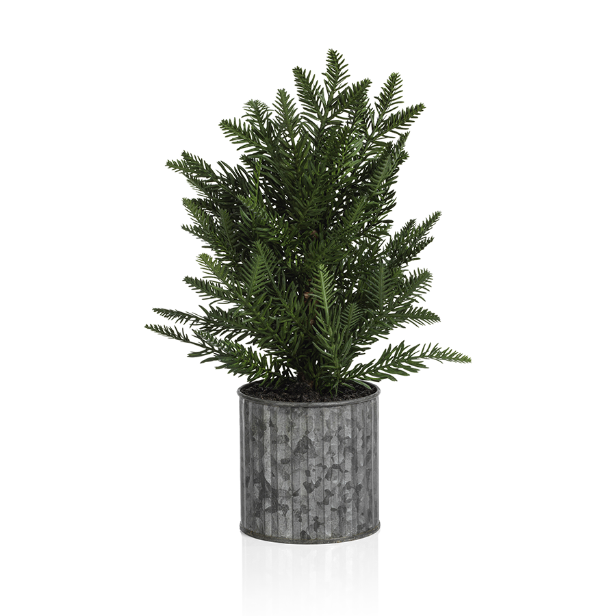 Pine Tree in Galvanized Pot