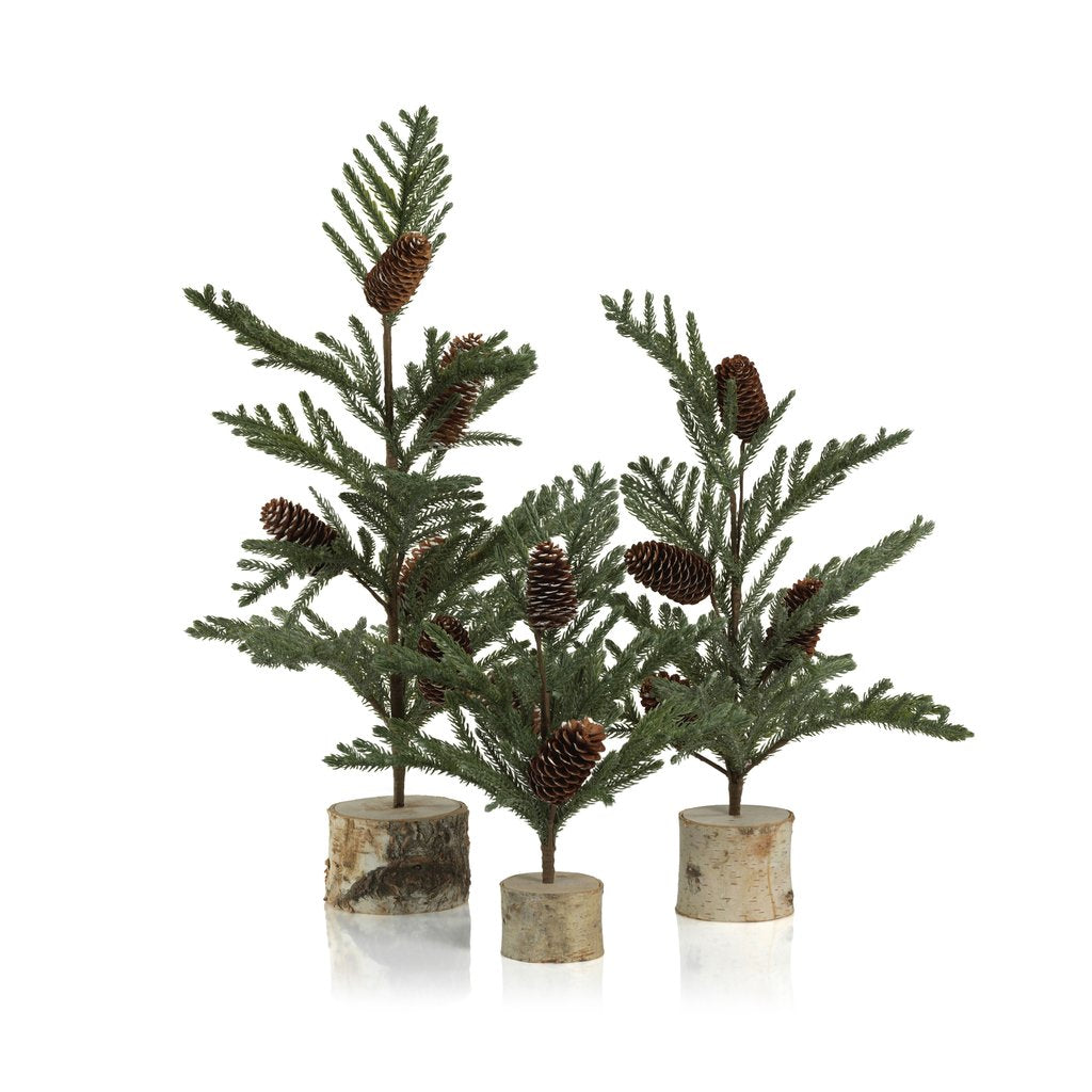 Spruce Tree with Small Pine Cones on Birch Base