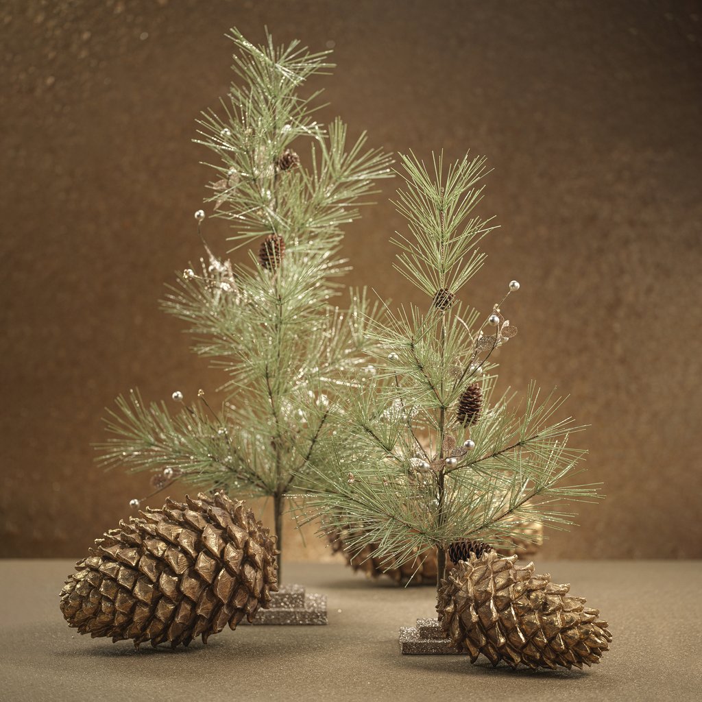 Needle Pine Tree with Small Pine Cones
